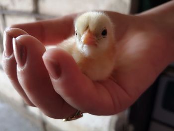 Close-up of hand holding bird