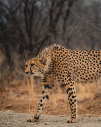 View of a cat on land