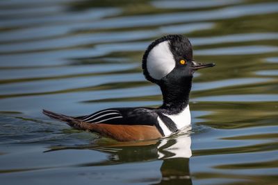 Duck swimming in a lake