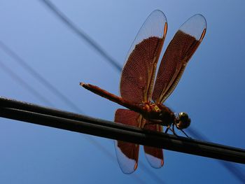 Low angle view of insect against blue sky