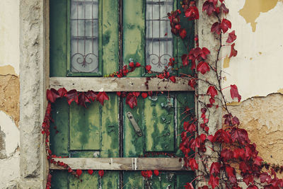 Ivy growing on wall of old building