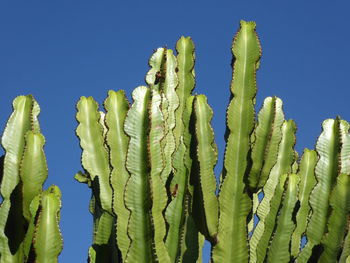 Close-up of succulent plant against clear blue sky