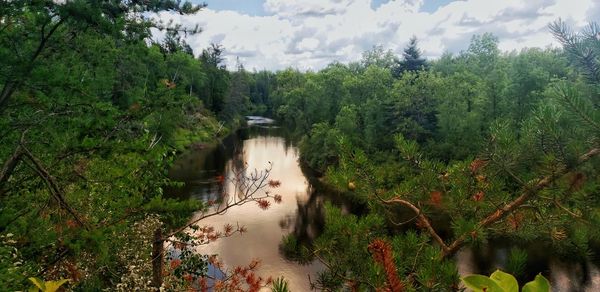 Scenic view of river in forest against sky