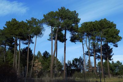 Low angle view of trees on field against sky