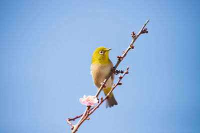 Cherry blossoms and white-eye