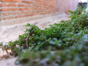 Close-up of plant against wall