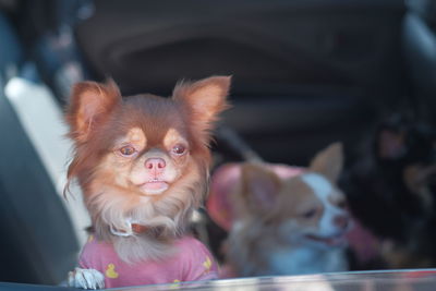 Portrait of a dog looking away
