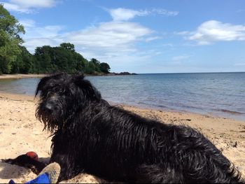 View of dog at beach