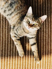 High angle portrait of cat sitting on carpet