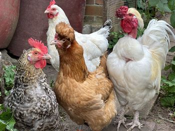 Close-up of chickens