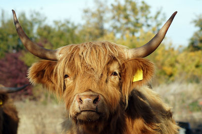 Close-up of cow on field