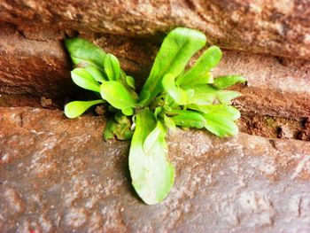 Close-up of green leaves