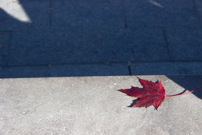 High angle view of maple leaves on footpath