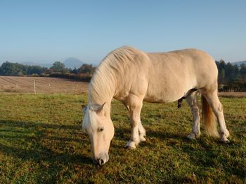 Nice fat horses grazing grass on a mountain meadow. muddy grassy places in paddock at horse ranch