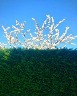 Low angle view of trees against sky