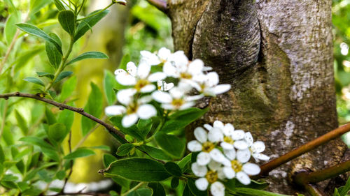 Close-up of flowers on tree