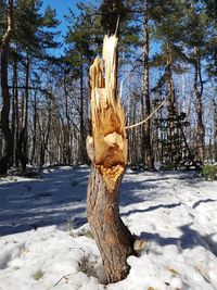 View of tree trunk in snow