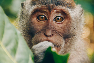 Close-up portrait of monkey