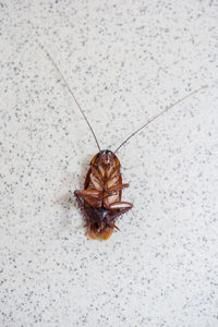 High angle view of cockroach