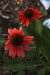 Close-up of red flower