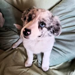 Portrait of dog on bed at home