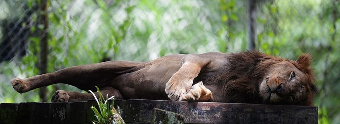 Lion relaxing on table at zoo