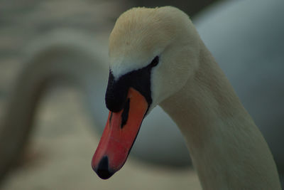 Close-up of swan