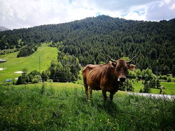 Cows on field against sky