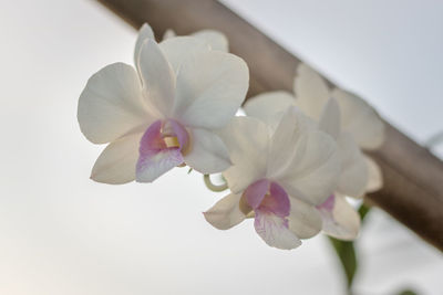Close-up of flower against blurred background
