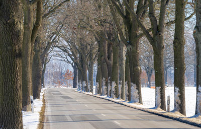 Road amidst trees 