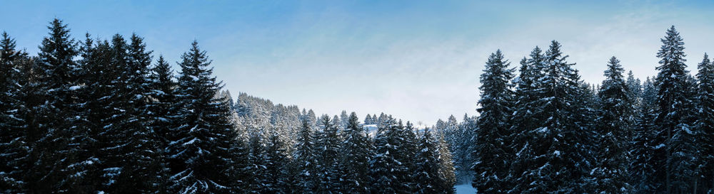 Low angle view of snow covered trees