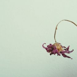 Close-up of flowers over white background