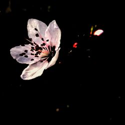 Close-up of butterfly on flower at night