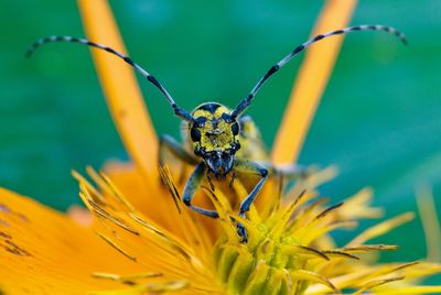 Close-up of insect on yellow flower