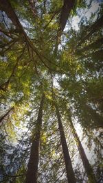 Low angle view of trees in forest