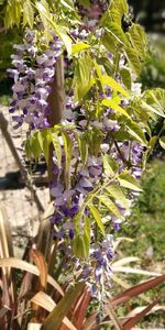 Close-up of purple flowers hanging on branch