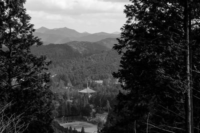 Trees in a valley