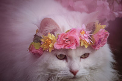 Close-up of cat with pink flower