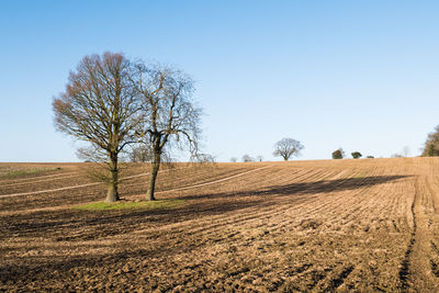 Tree on field against clear sky