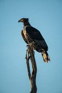 African crowned eagle atop dead tree stump