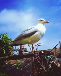 Low angle view of bird perching against sky