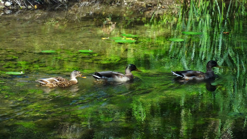 Ducks in a lake