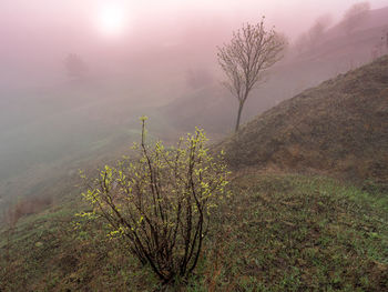 Plants on landscape against sky