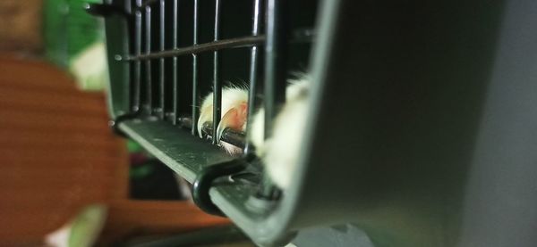 Close-up of a cat in cage