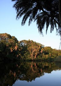 Reflection of trees in lake against clear sky