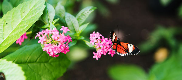 Close-up of butterfly pollinating on pink flower