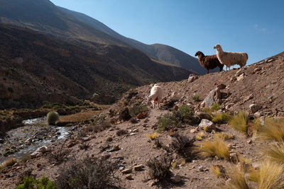 View of an animal on landscape