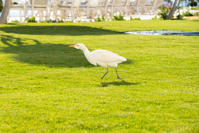 White bird on grassy field