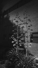 Plants at night