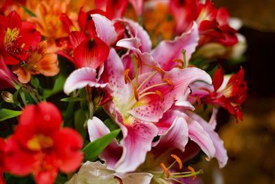 Close-up of fresh flowers blooming outdoors